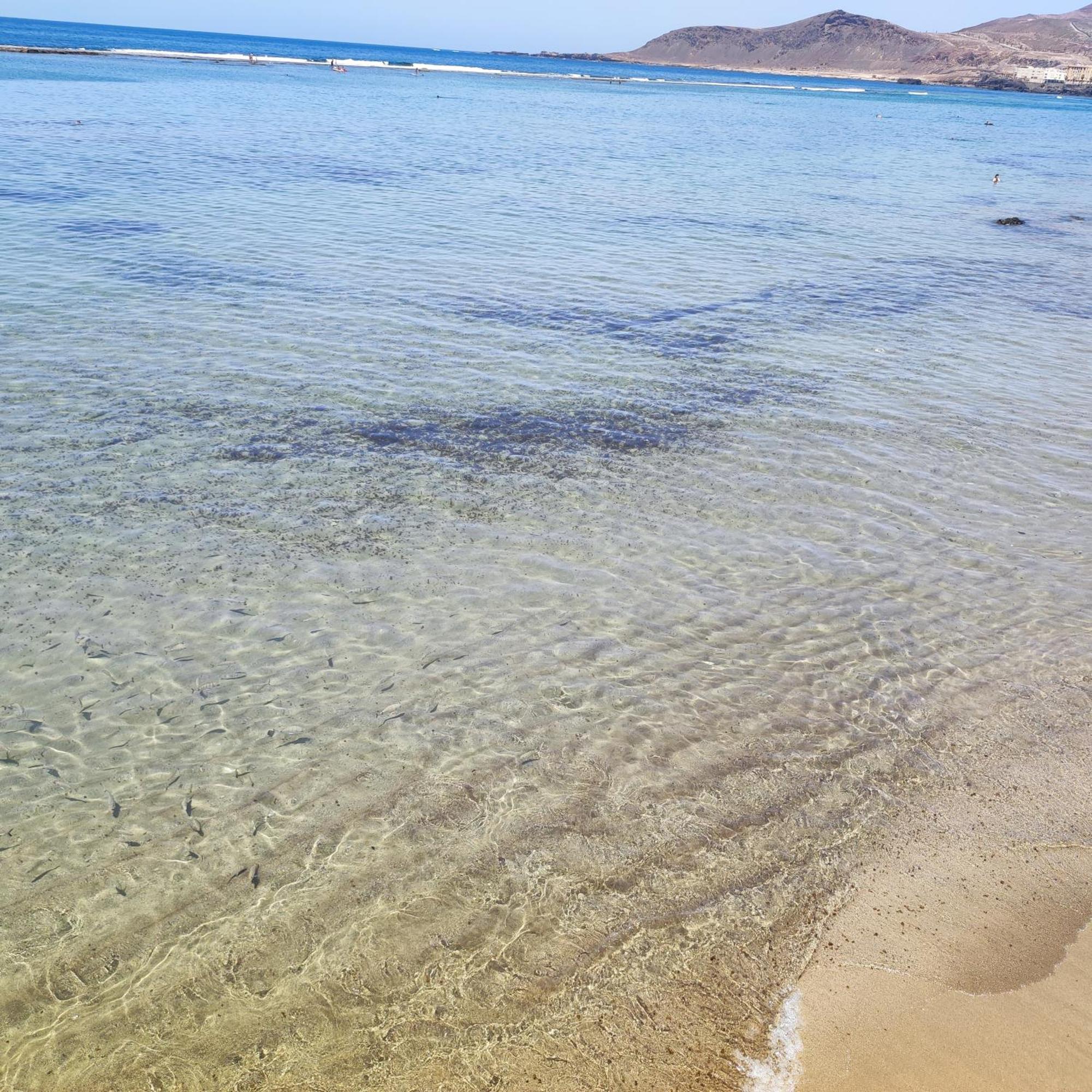 Mirlo Canteras لاس بالماس دي غران كاناريا المظهر الخارجي الصورة